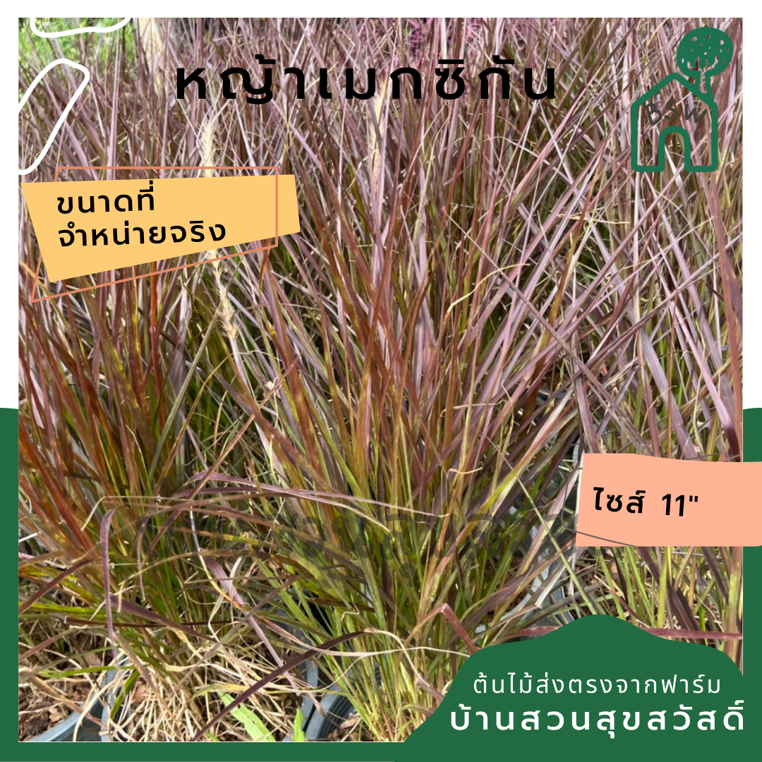 หญ้าเมกซิกัน 11 นิ้ว ไม้แดดประดับสวน