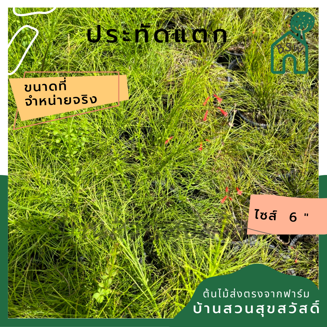 ประทัดแตก ไม้แดด ส่งพร้อมกระถาง 6 นิ้ว
