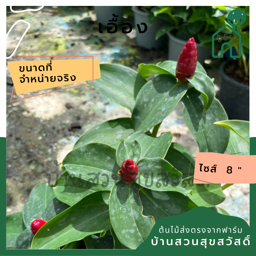 เอื้อง มีดอกสีแดงปลูกเป็นพุ่มจะสวน
