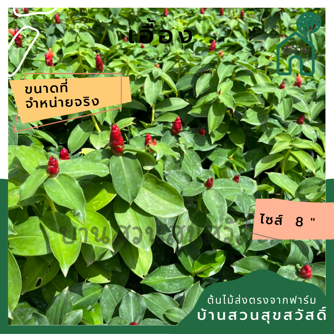 เอื้อง มีดอกสีแดงปลูกเป็นพุ่มจะสวน
