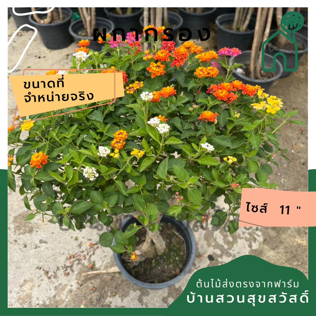 ผกากรอง ไม้แดด ดอกสีสันสดใส