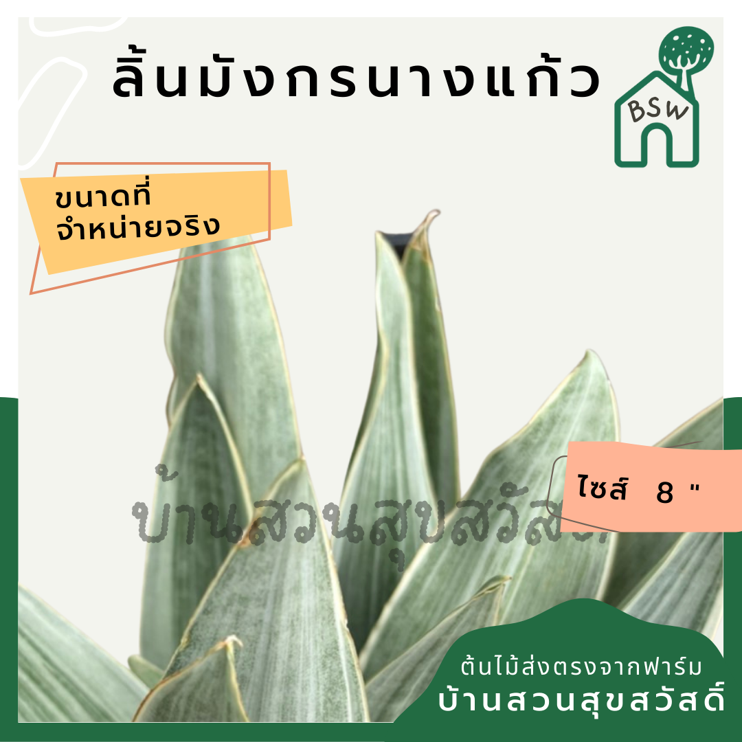 ลิ้นมังกรนางแก้ว