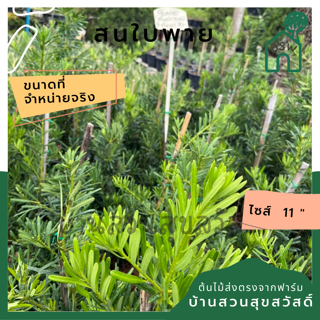 สนใบพาย ส่งพร้อมกระถาง 11 นิ้ว