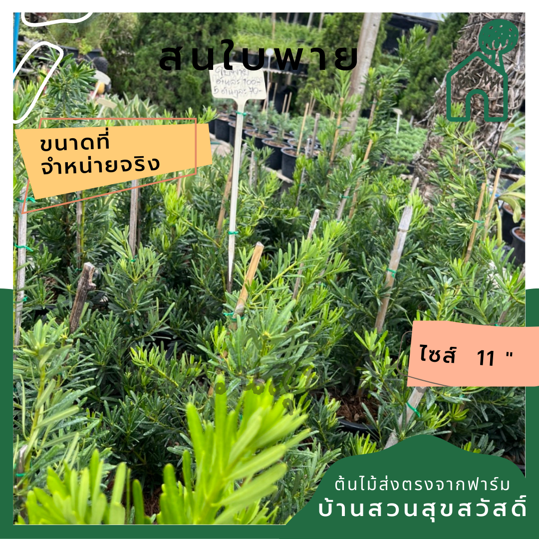 สนใบพาย ส่งพร้อมกระถาง 11 นิ้ว