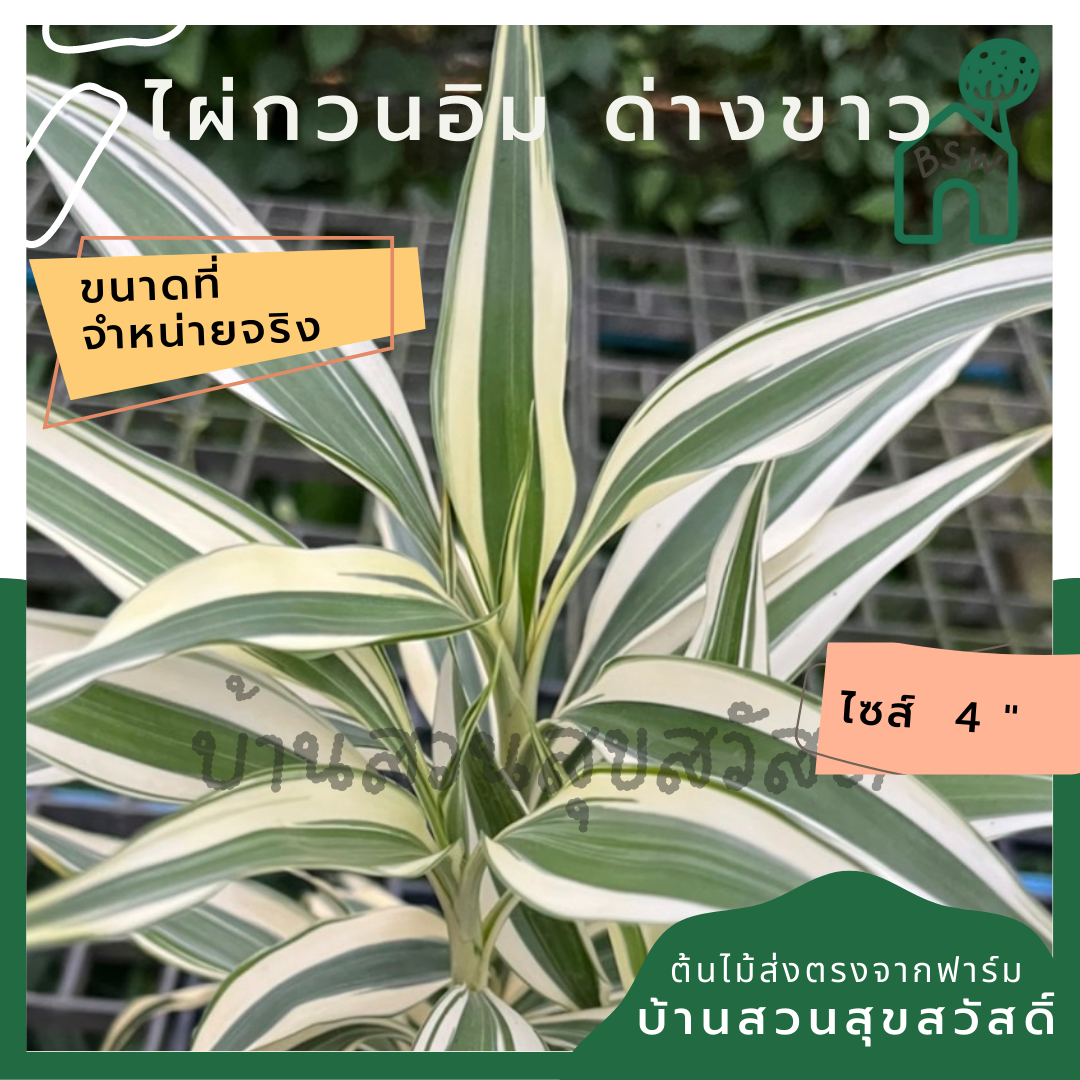 ไผ่กวนอิม ด่างขาว 4 นิ้ว ต้นสูง