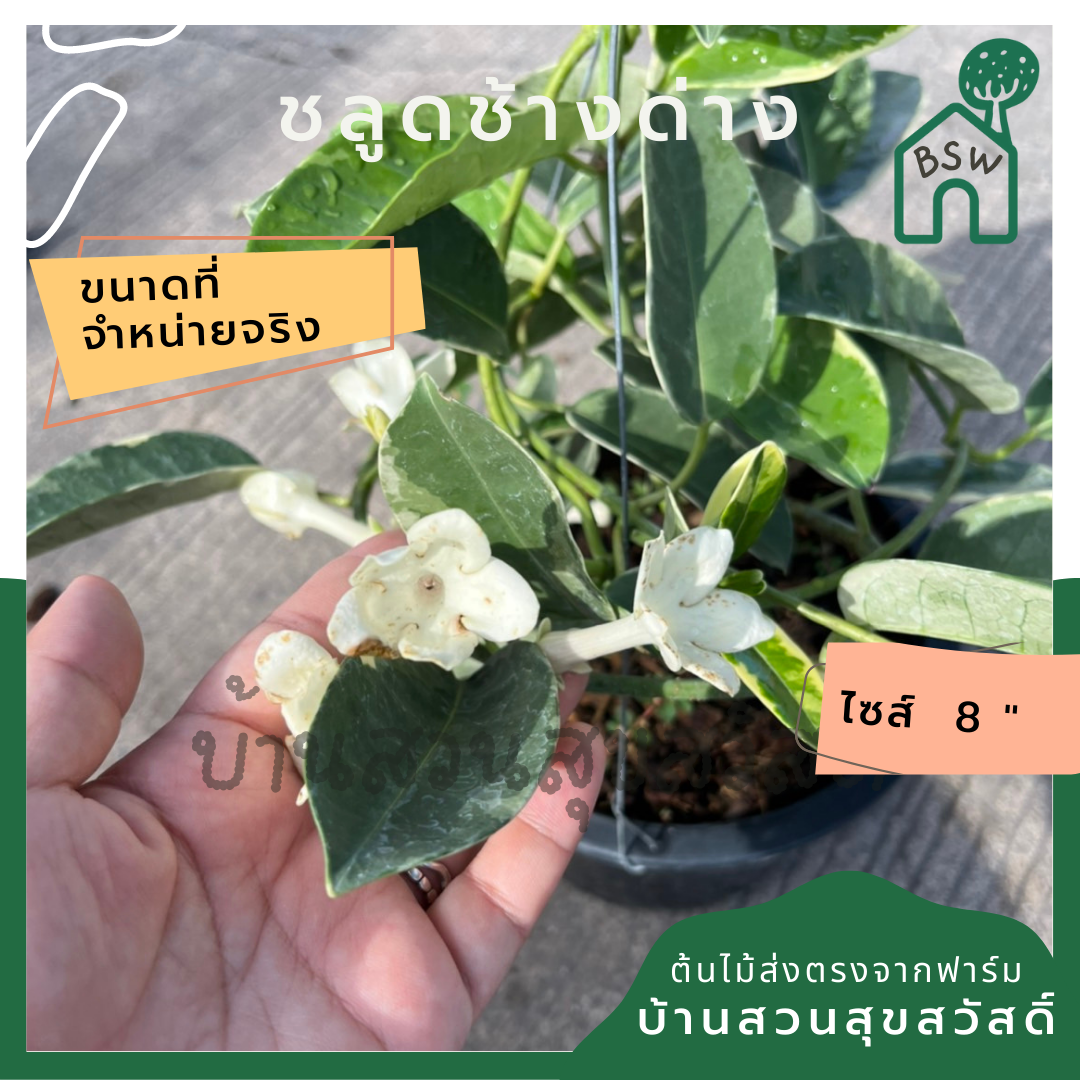 ชลูดช้างด่าง