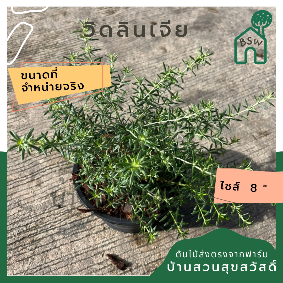 วิดลินเจีย พร้อมกระถาง 6 นิ้ว