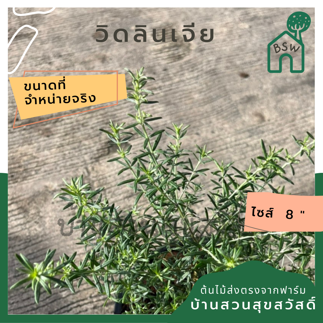 วิดลินเจีย พร้อมกระถาง 6 นิ้ว