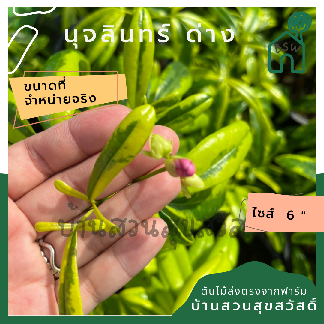 นุจลินทร์ ด่าง