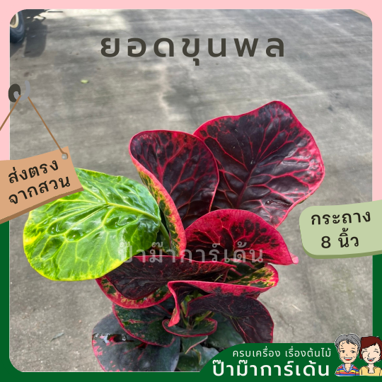 โกสน ยอดขุนพล ส่งพร้อมกระถาง 8 นิ้ว