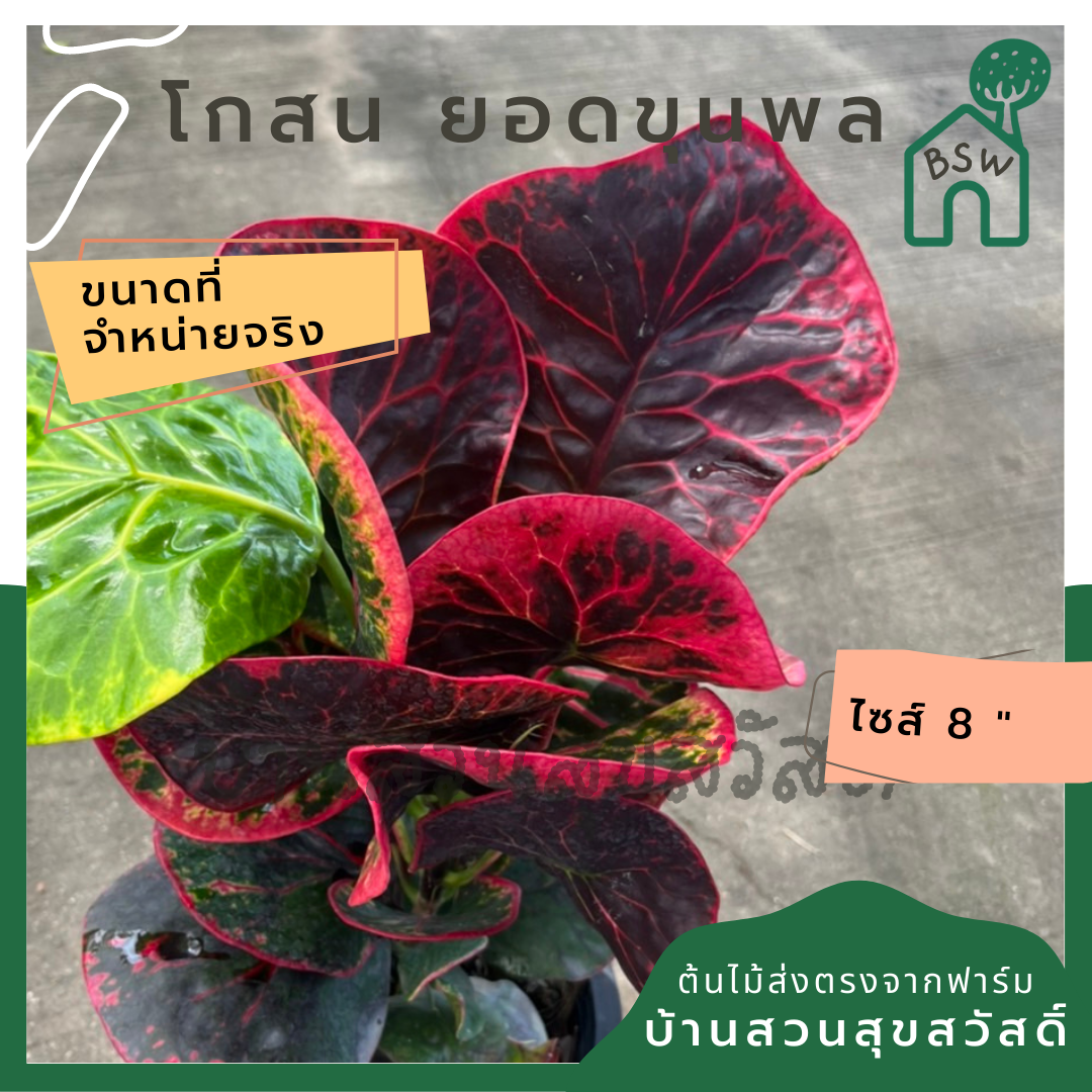 โกสน ยอดขุนพล ส่งพร้อมกระถาง 8 นิ้ว