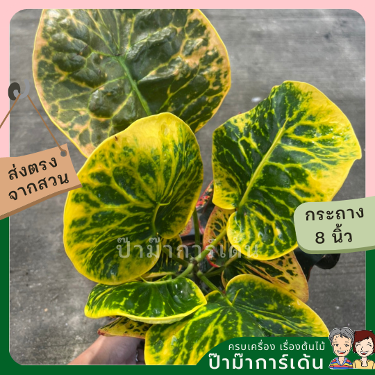 โกสน ป้อมปราบศัตรูพ่ายส่งพร้อมกระถาง 8 นิ้ว