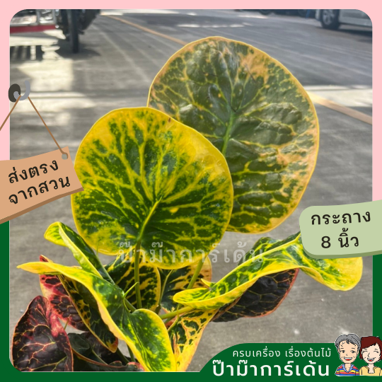 โกสน ป้อมปราบศัตรูพ่ายส่งพร้อมกระถาง 8 นิ้ว