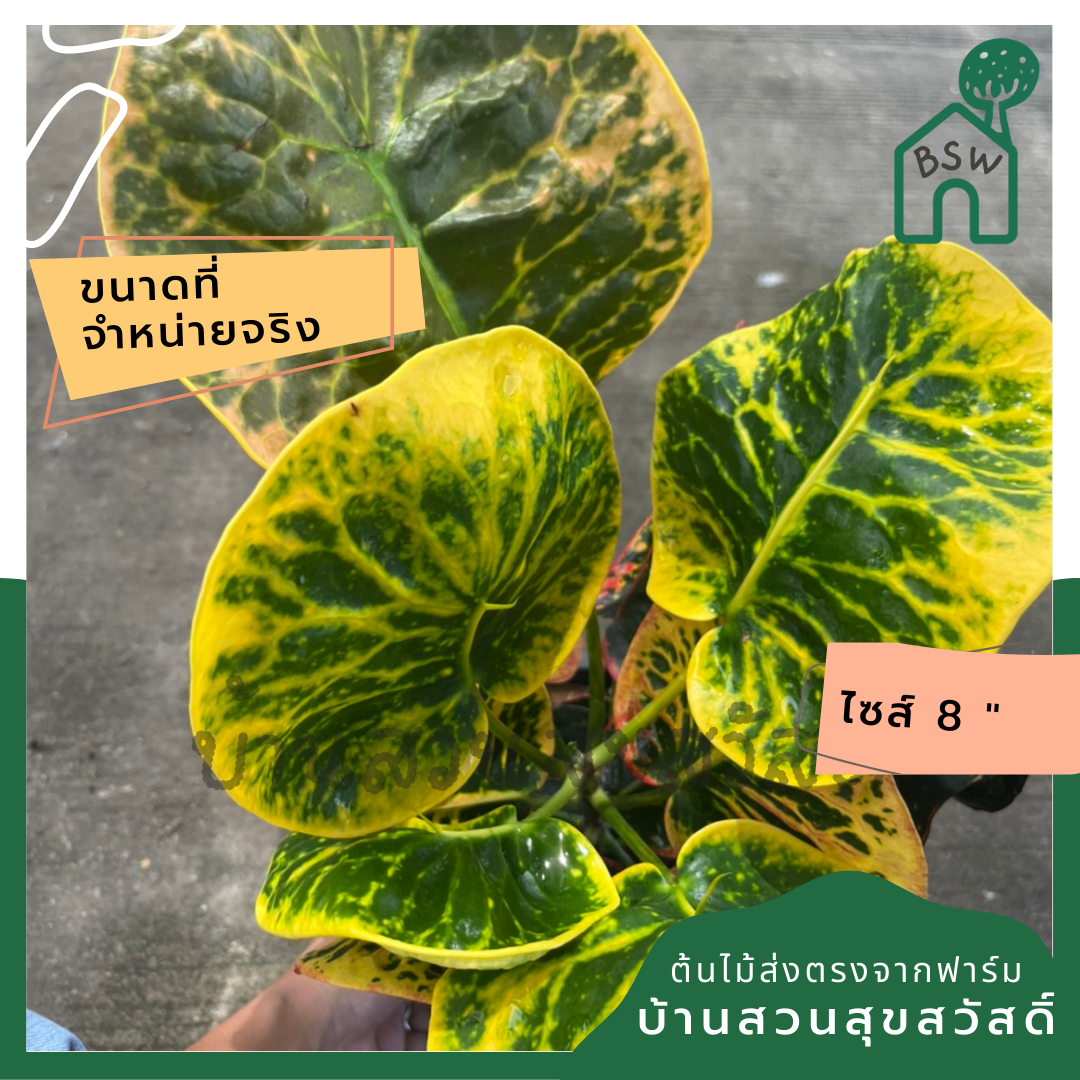 โกสน ป้อมปราบศัตรูพ่ายส่งพร้อมกระถาง 8 นิ้ว