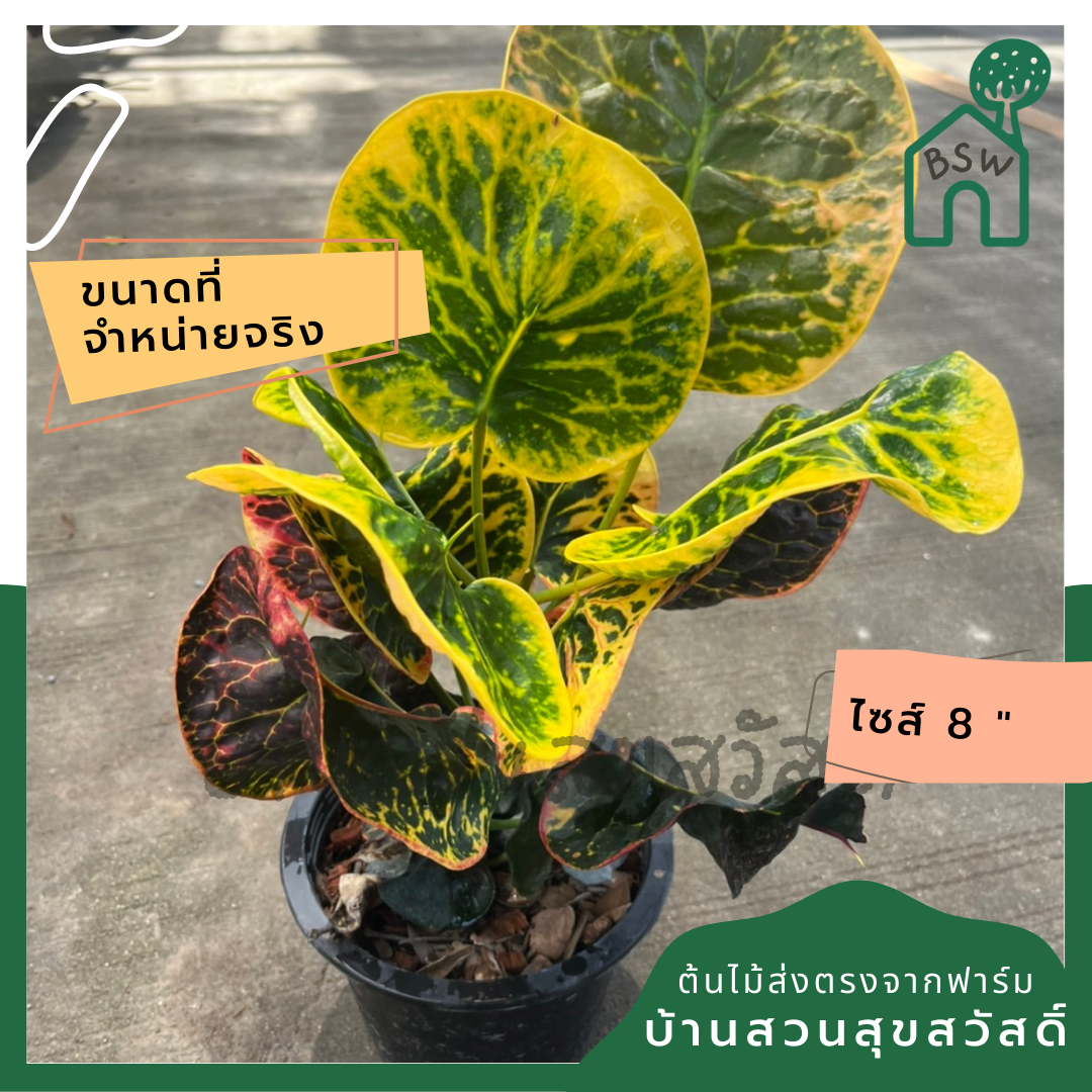 โกสน ป้อมปราบศัตรูพ่ายส่งพร้อมกระถาง 8 นิ้ว