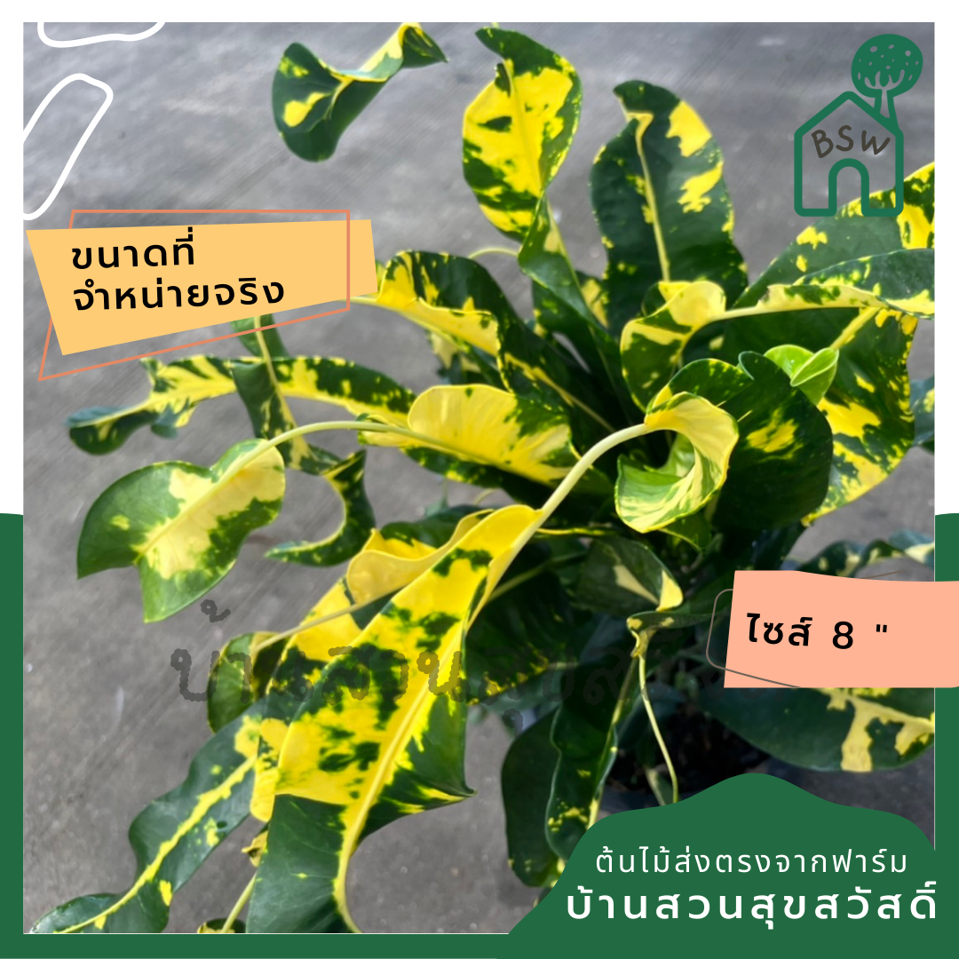 โกสน ลาวทองส่งพร้อมกระถาง 8 นิ้ว