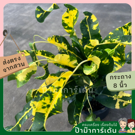 โกสน ลาวทองส่งพร้อมกระถาง 8 นิ้ว