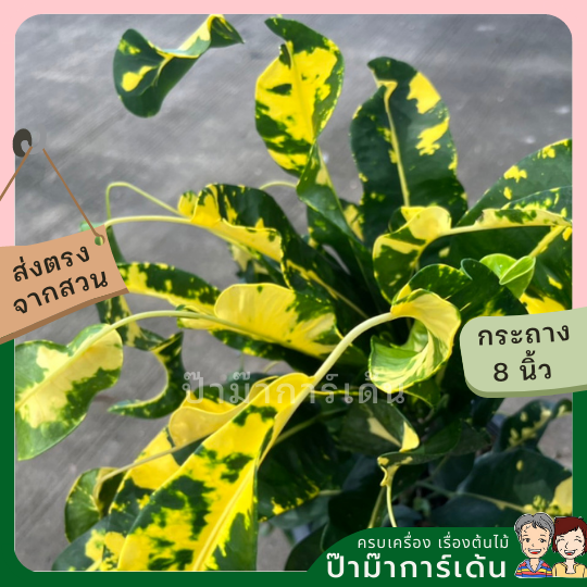โกสน ลาวทองส่งพร้อมกระถาง 8 นิ้ว