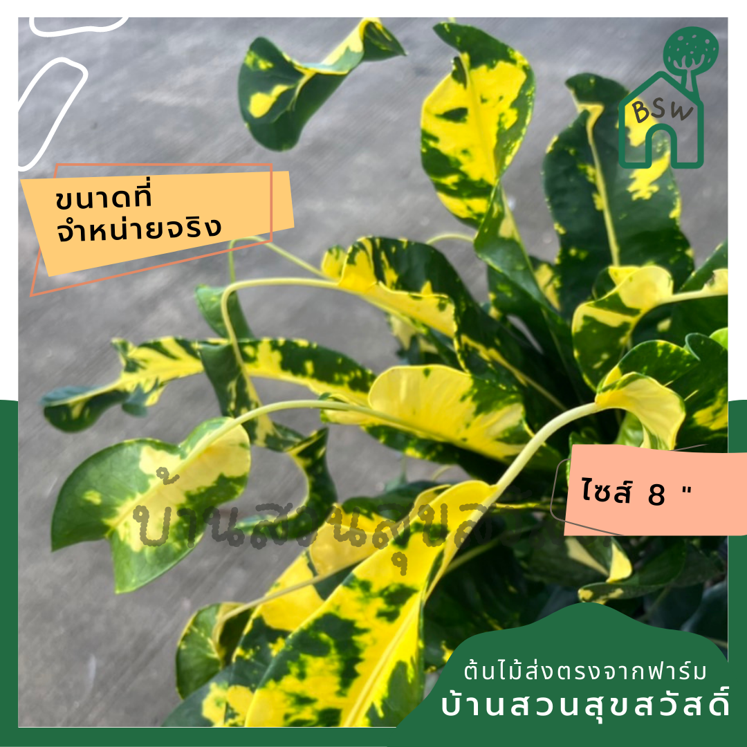 โกสน ลาวทองส่งพร้อมกระถาง 8 นิ้ว