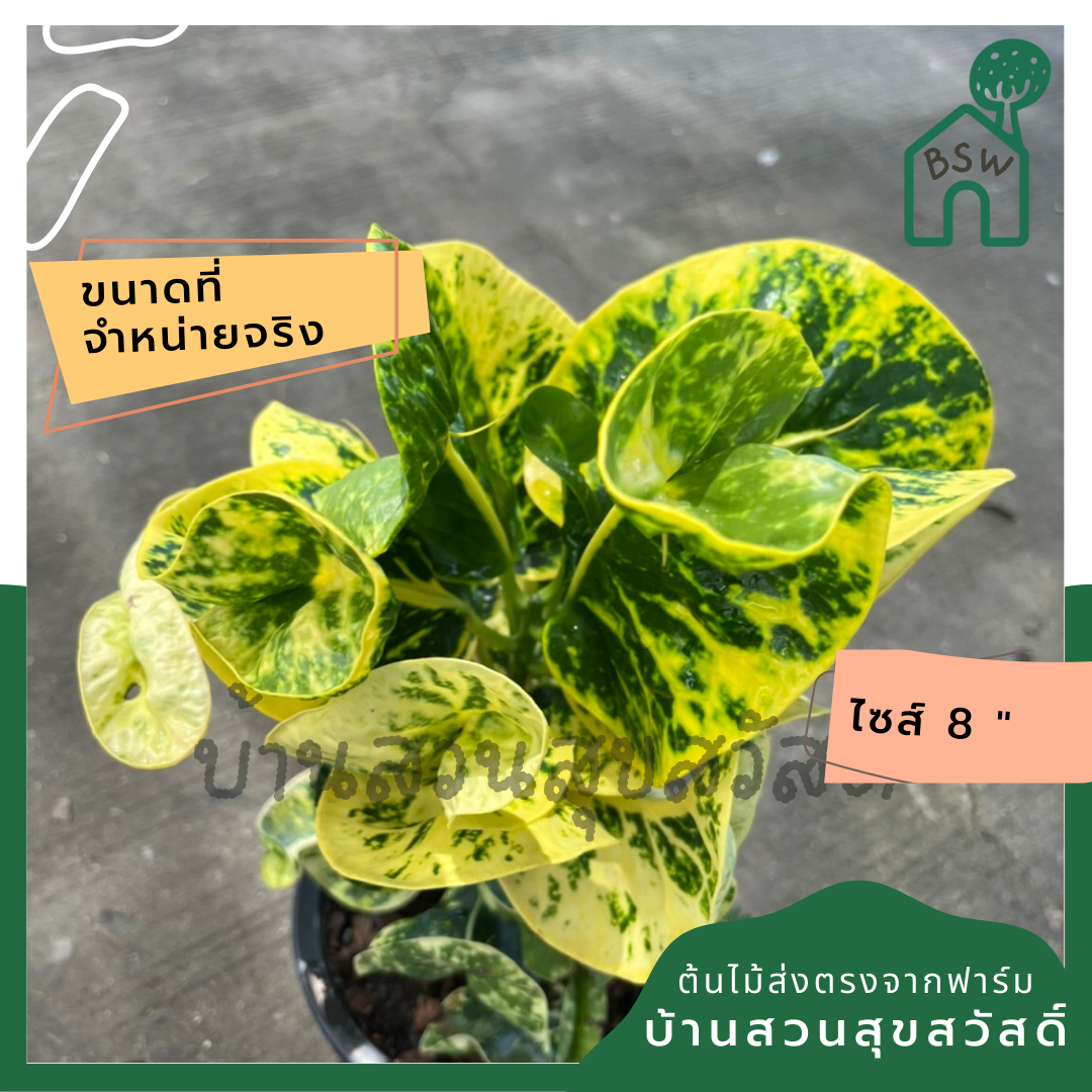 โกสน ทองหล่อส่งพร้อมกระถาง 8 นิ้ว