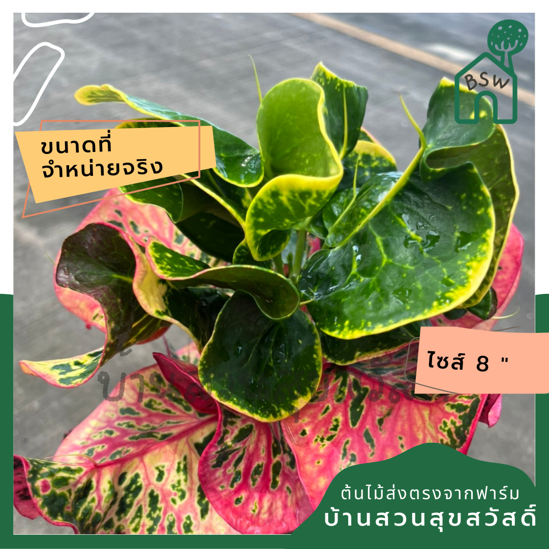 โกสน เพลินจิตส่งพร้อมกระถาง 8 นิ้ว