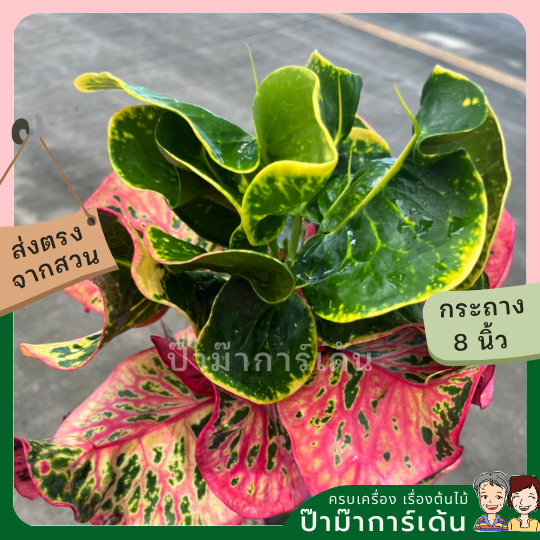 โกสน เพลินจิตส่งพร้อมกระถาง 8 นิ้ว