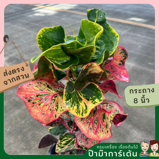 โกสน เพลินจิตส่งพร้อมกระถาง 8 นิ้ว