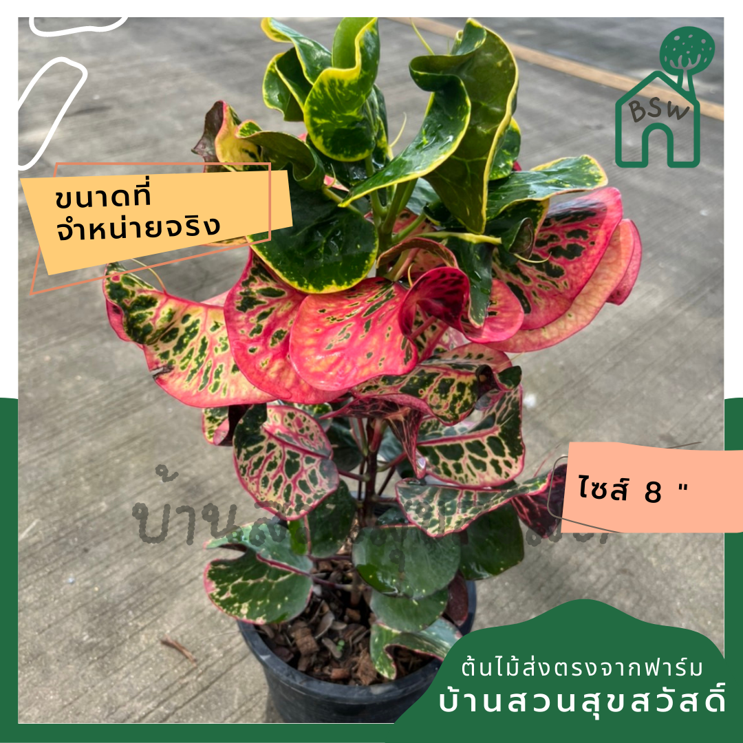 โกสน เพลินจิตส่งพร้อมกระถาง 8 นิ้ว