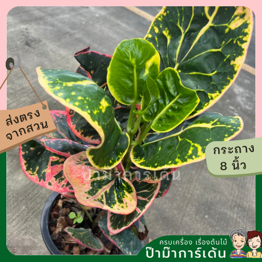 โกสน ชมพูทวีปส่งพร้อมกระถาง 8 นิ้ว