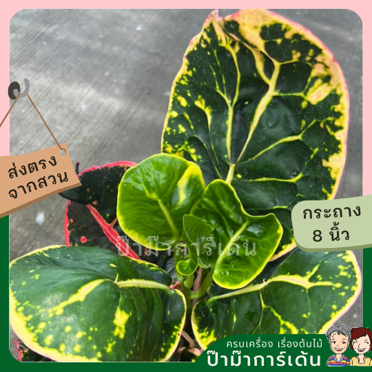 โกสน ชมพูทวีปส่งพร้อมกระถาง 8 นิ้ว