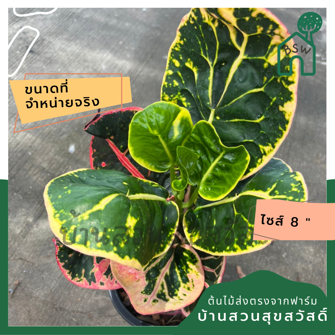 โกสน ชมพูทวีปส่งพร้อมกระถาง 8 นิ้ว
