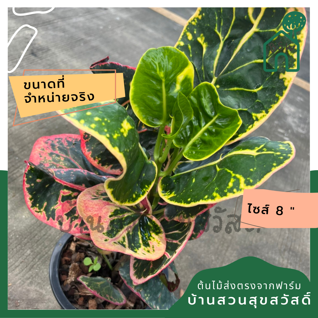 โกสน ชมพูทวีปส่งพร้อมกระถาง 8 นิ้ว