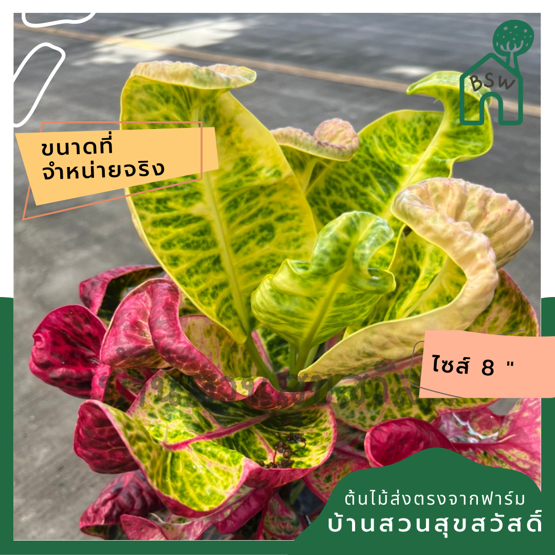 โกสน เทพารักษ์ส่งพร้อมกระถาง 8 นิ้ว