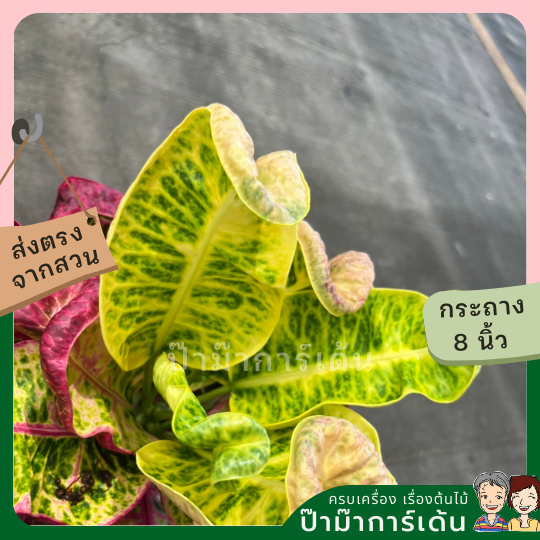 โกสน เทพารักษ์ส่งพร้อมกระถาง 8 นิ้ว