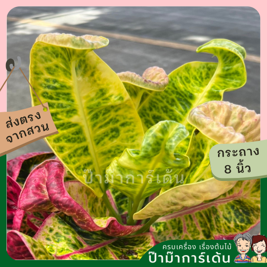 โกสน เทพารักษ์ส่งพร้อมกระถาง 8 นิ้ว