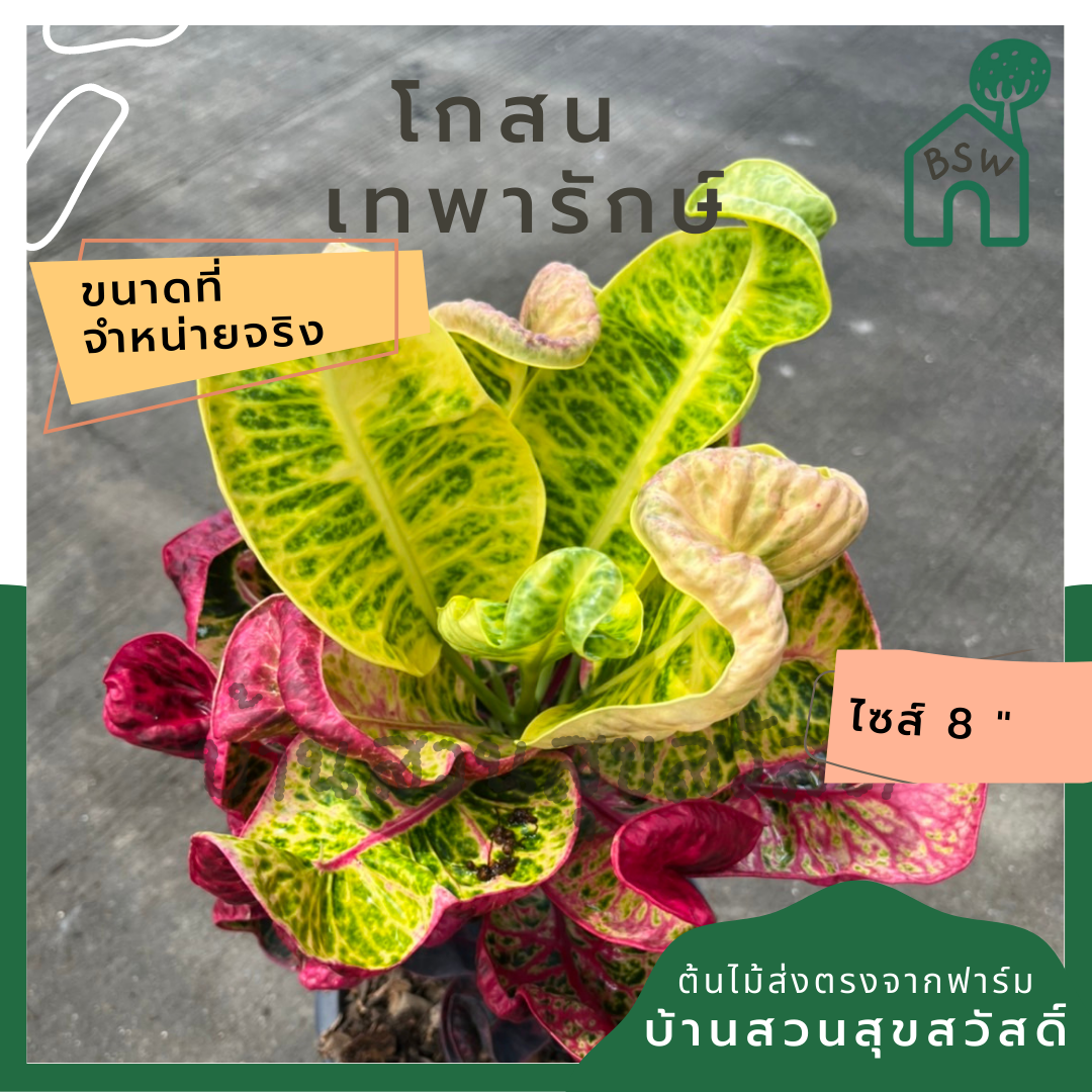 โกสน เทพารักษ์ส่งพร้อมกระถาง 8 นิ้ว