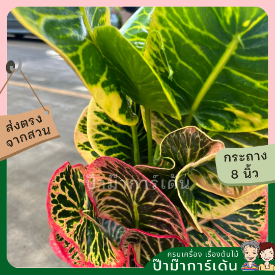 โกสน อารีย์ส่งพร้อมกระถาง 8 นิ้ว