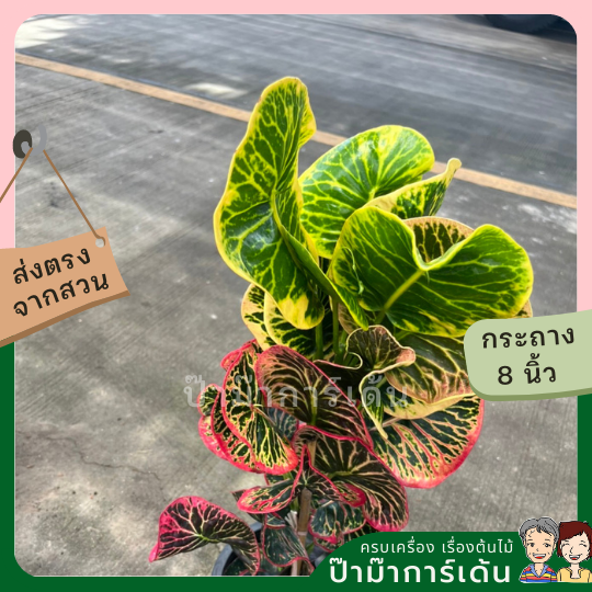 โกสน อารีย์ส่งพร้อมกระถาง 8 นิ้ว