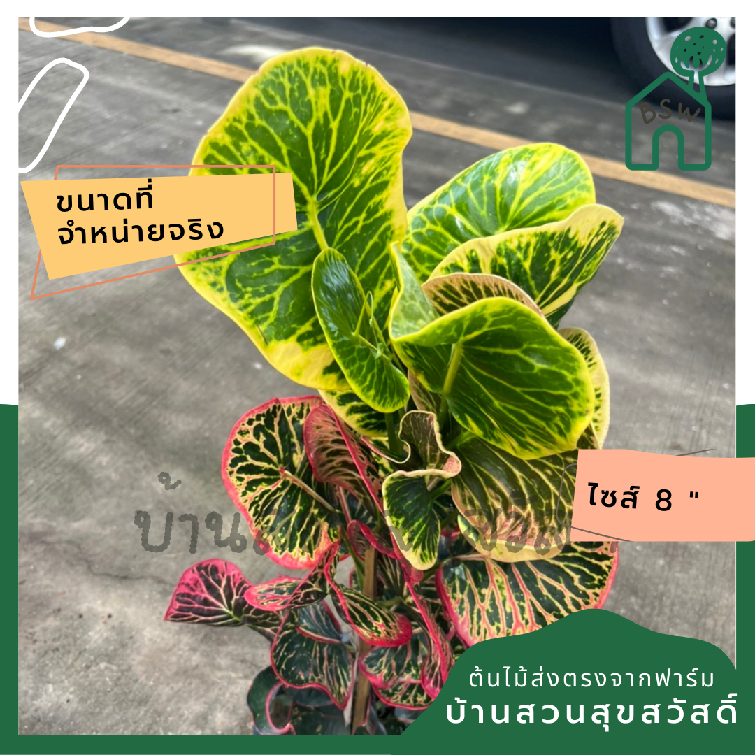 โกสน อารีย์ส่งพร้อมกระถาง 8 นิ้ว