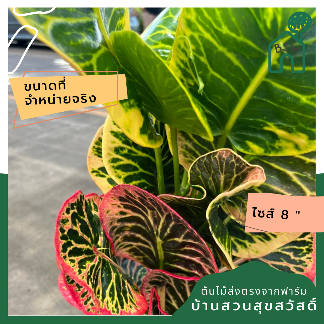 โกสน อารีย์ส่งพร้อมกระถาง 8 นิ้ว