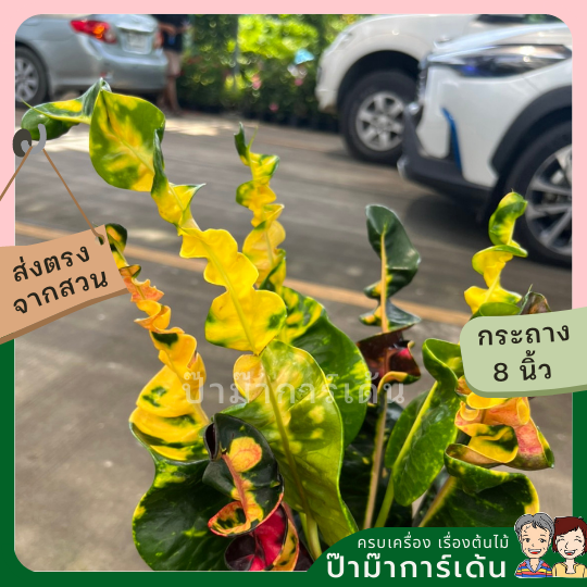 โกสน พันธุ์เศรษฐี ส่งพร้อมกระถาง 8 นิ้ว
