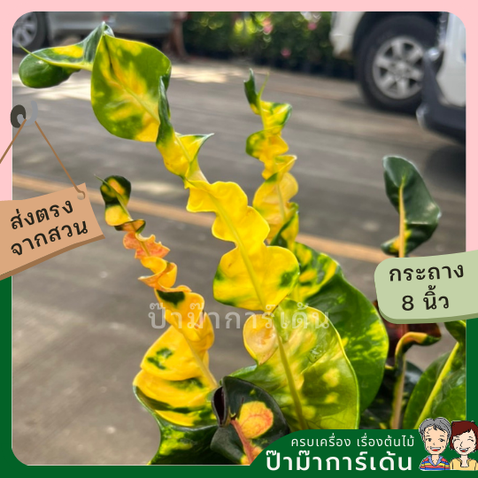 โกสน พันธุ์เศรษฐี ส่งพร้อมกระถาง 8 นิ้ว