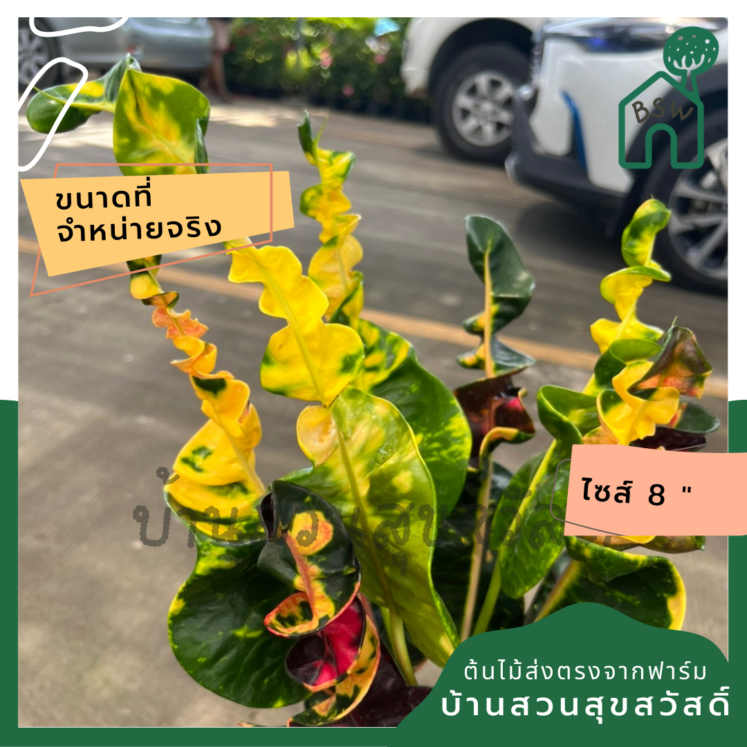 โกสน พันธุ์เศรษฐี ส่งพร้อมกระถาง 8 นิ้ว