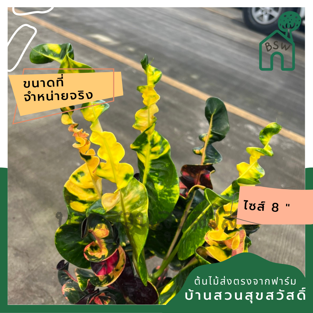 โกสน พันธุ์เศรษฐี ส่งพร้อมกระถาง 8 นิ้ว