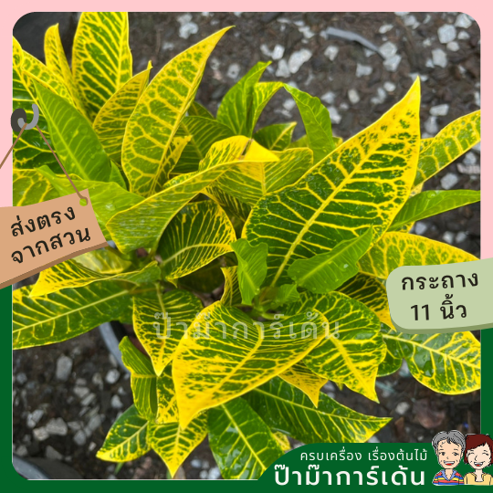 โกสน ตะเพียนทอง ส่งพร้อมกระถาง 11 นิ้ว