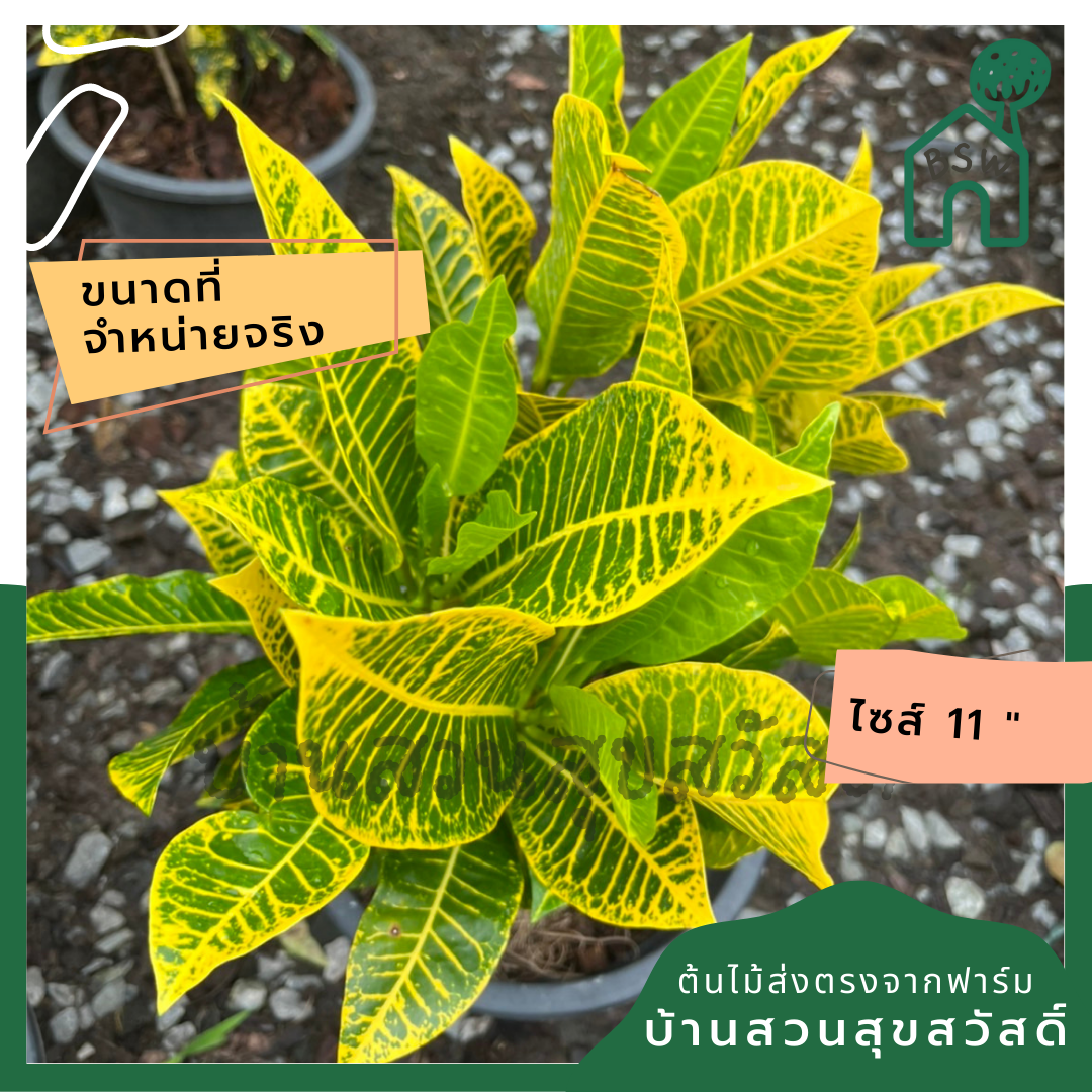 โกสน ตะเพียนทอง ส่งพร้อมกระถาง 11 นิ้ว