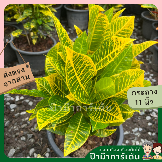 โกสน ตะเพียนทอง ส่งพร้อมกระถาง 11 นิ้ว