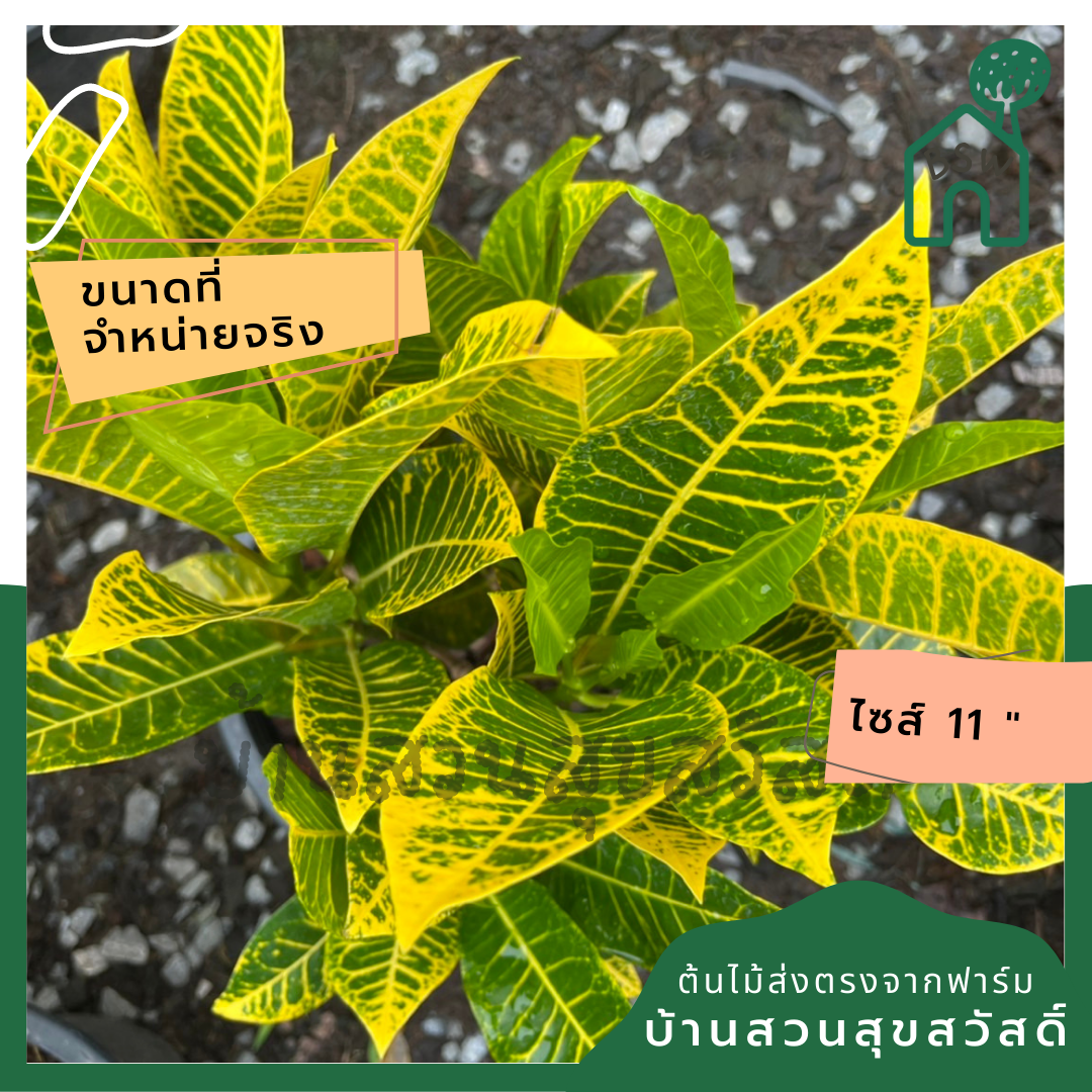 โกสน ตะเพียนทอง ส่งพร้อมกระถาง 11 นิ้ว