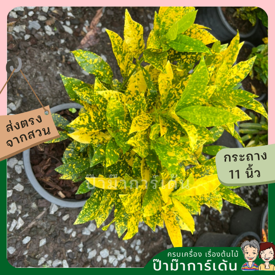 โกสน ใบส้ม ส่งพร้อมกระถาง 11 นิ้ว