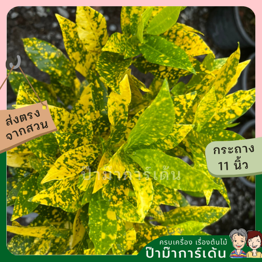 โกสน ใบส้ม ส่งพร้อมกระถาง 11 นิ้ว